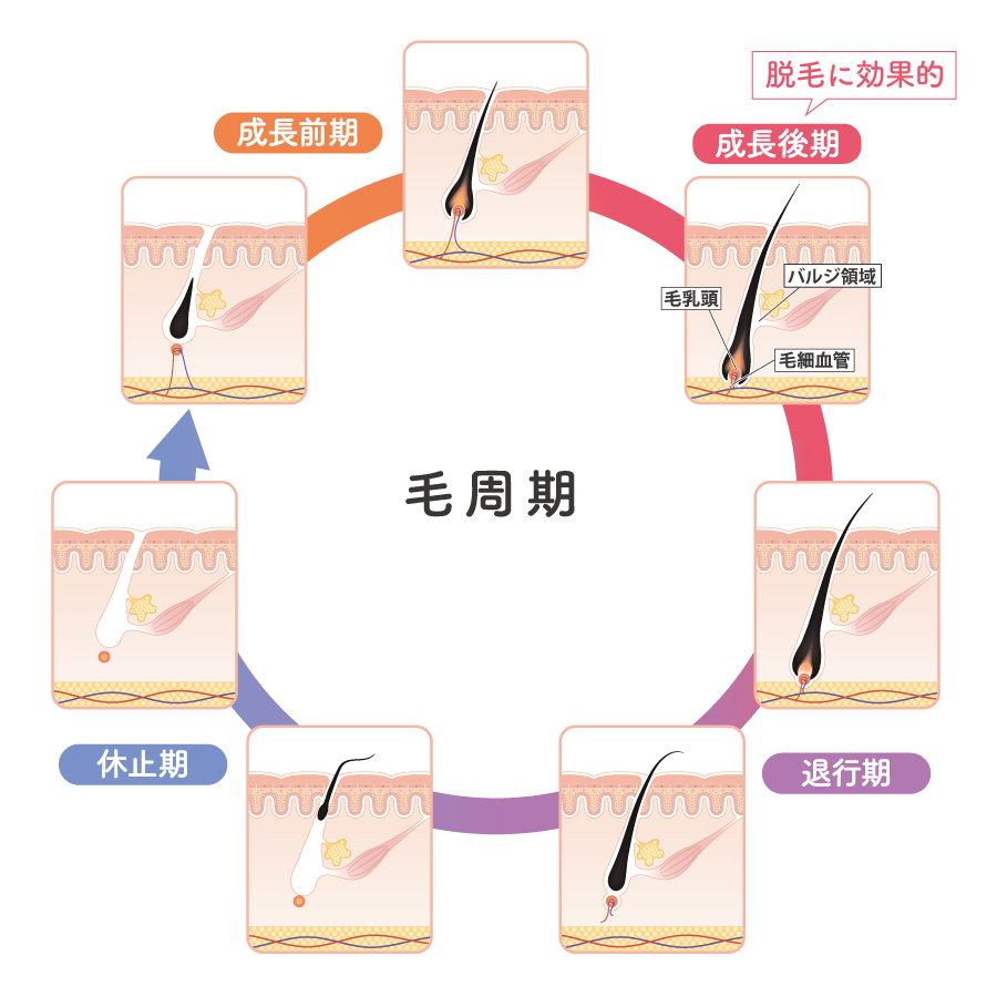 脱毛サイクル