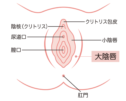 大陰唇説明図